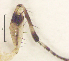 Ocydromiinae