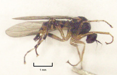Ocydromiinae