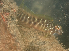 Omox Blenny photo 1