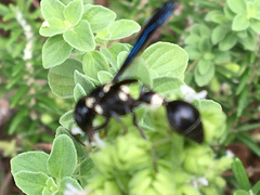 Zethus spinipes variegatus