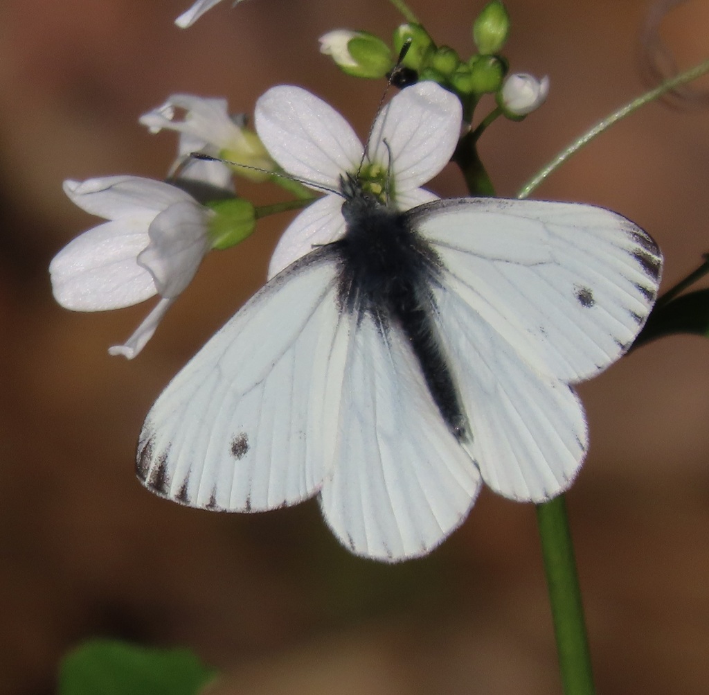 Margined White