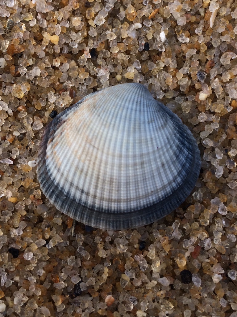 Leukoma pectorina
