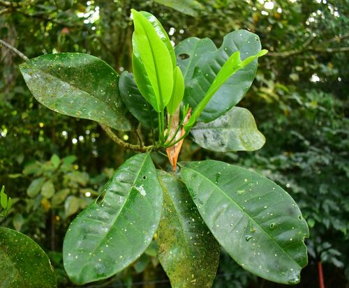 Acronychia acidula