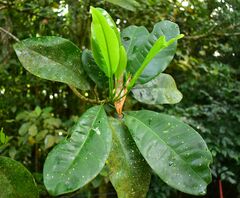 Acronychia acidula