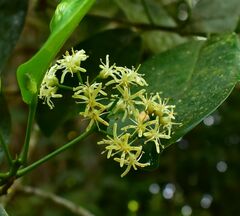 Acronychia acidula, photograph (c) Wairambar Rainforest, some rights reserved (CC BY)