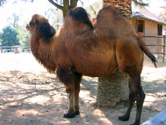 Camelus