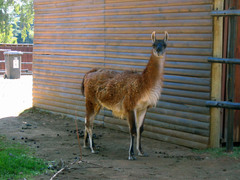 Lama
