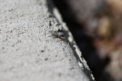 Tutelina similis
