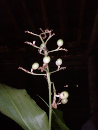three-stamen pollia (Pollia secundiflora)