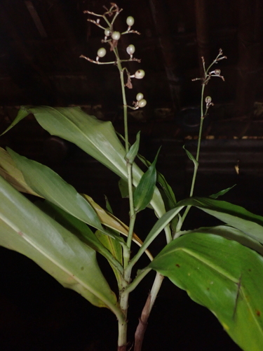 Pollia secundiflora, photograph 3