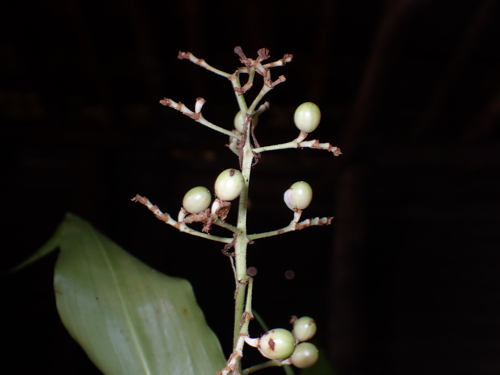 Pollia secundiflora; photograph (c) Dominik Maximilián Ramík, some rights reserved (CC BY)