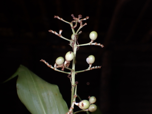 Image of Pollia secundiflora by (c) Dominik Maximilián Ramík, some rights reserved (CC BY)