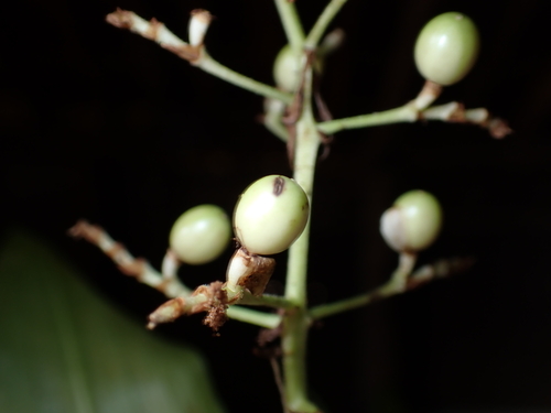 Image of Pollia secundiflora by (c) Dominik Maximilián Ramík, some rights reserved (CC BY)