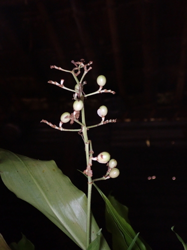 Pollia secundiflora, photograph 4