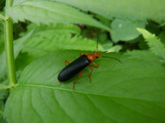 Neopyrochroa flabellata