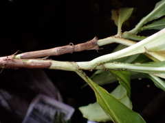 Pollia secundiflora, photograph (c) Dominik Maximilián Ramík, some rights reserved (CC BY)
