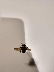 Svastra obliqua obliqua