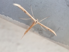 Emmelina monodactyla