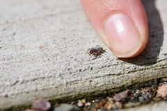 Tutelina similis