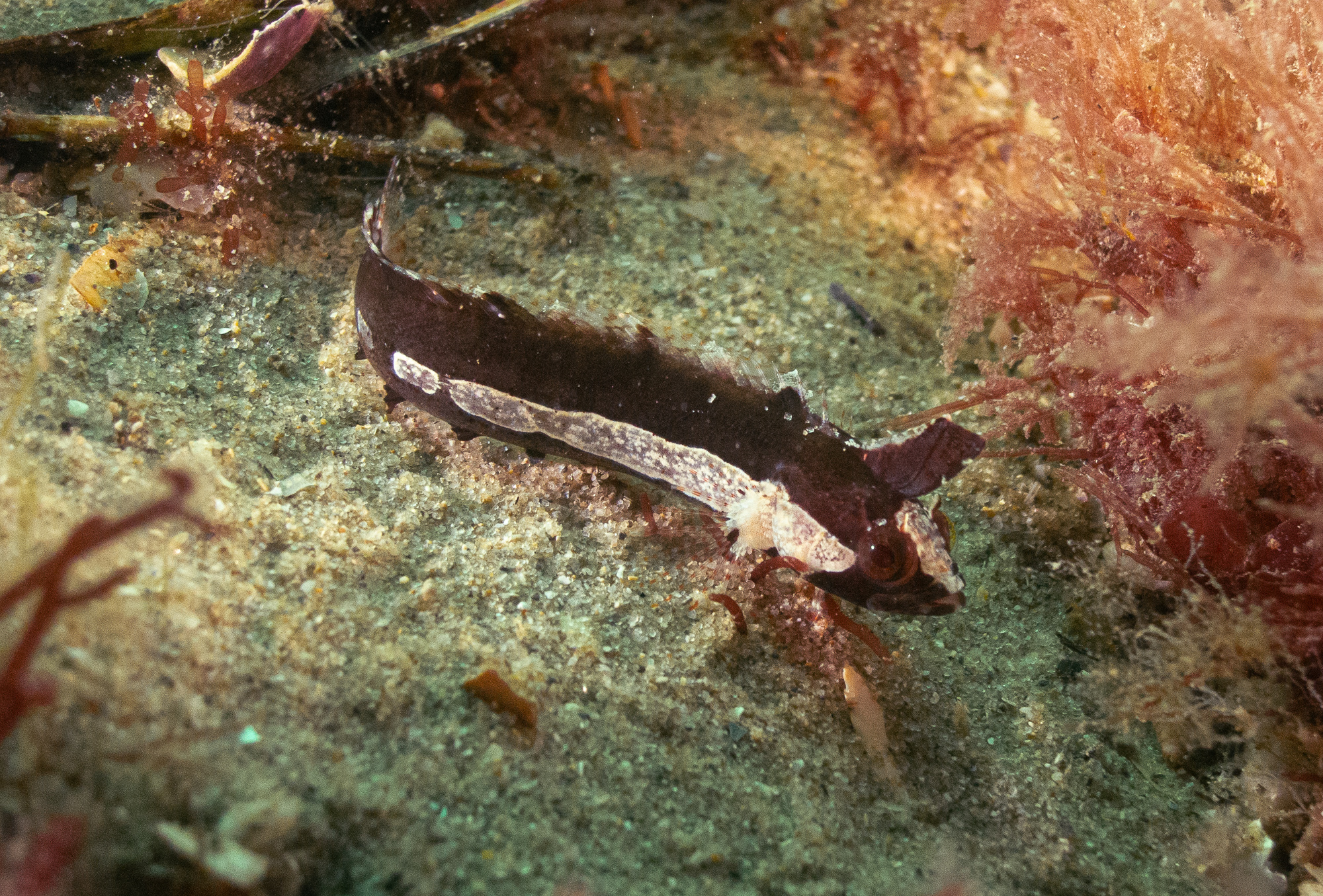 Kuiters Weedfish photo 7