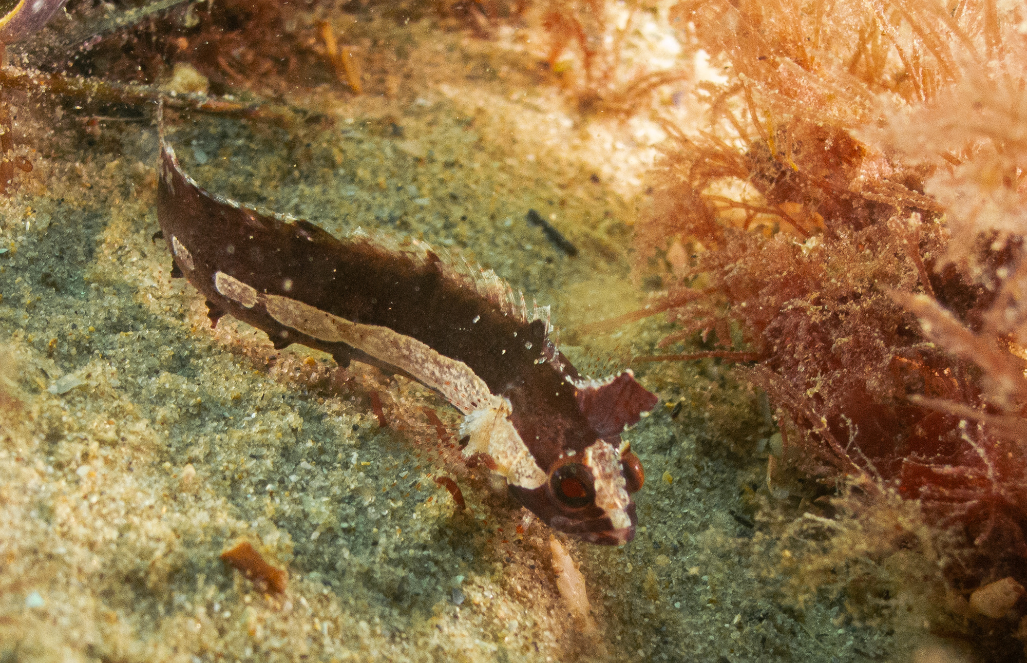 Kuiters Weedfish photo 8
