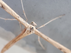 Emmelina monodactyla