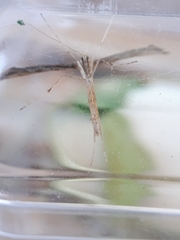 Emmelina monodactyla