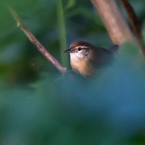 Buff-breasted Wren (Cantorchilus leucotis), photo 4