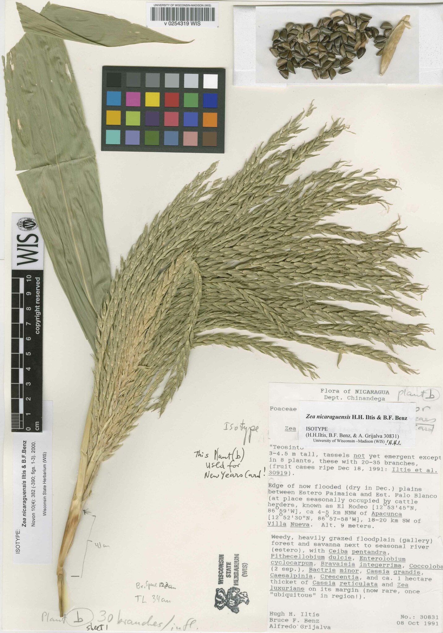 Zea nicaraguensis