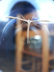 Emmelina monodactyla