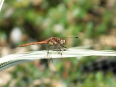 Sympetrum striolatum