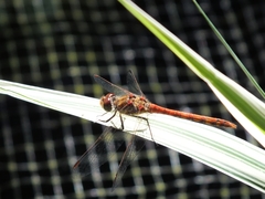Sympetrum striolatum