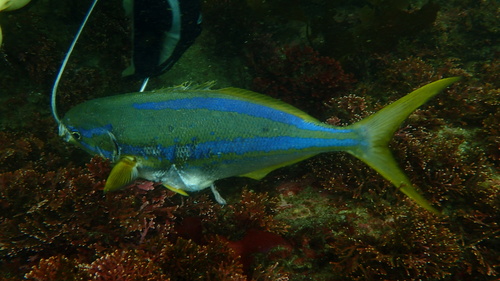 Blauwstreep-zeekarper (Kyphosus ocyurus) — Kyphosidae — 5