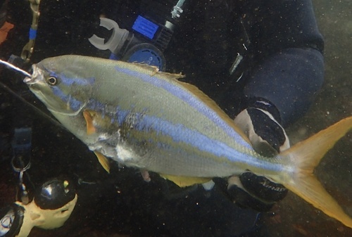 Photo of Yellow-tailed Damselfish (Sectator ocyurus)