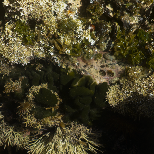 Codium intertextum observed 2025-01-23