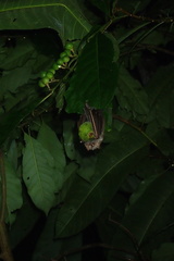 Chiroderma villosum