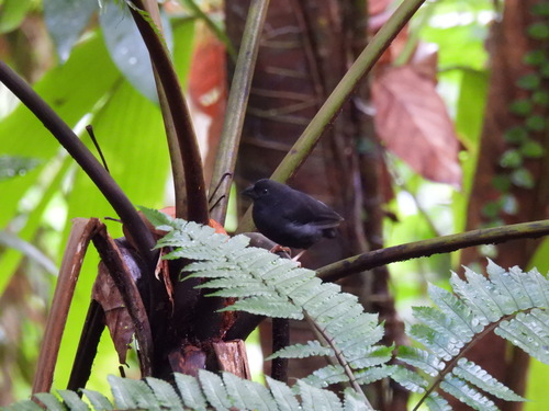St. Lucia Black Finch (Melanospiza richardsoni), photo 9