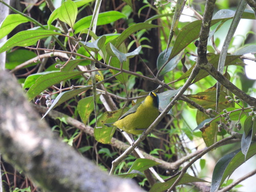 Lesser Antillean Euphonia (Chlorophonia flavifrons), photo 7
