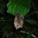 Hairy Big-eyed Bat - Photo (c) Jacquelyn Tleimat, some rights reserved (CC BY-NC), uploaded by Jacquelyn Tleimat