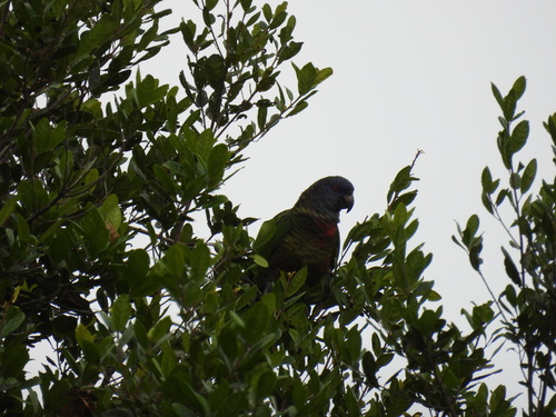 St. Lucia Amazon (Amazona versicolor), photo 5