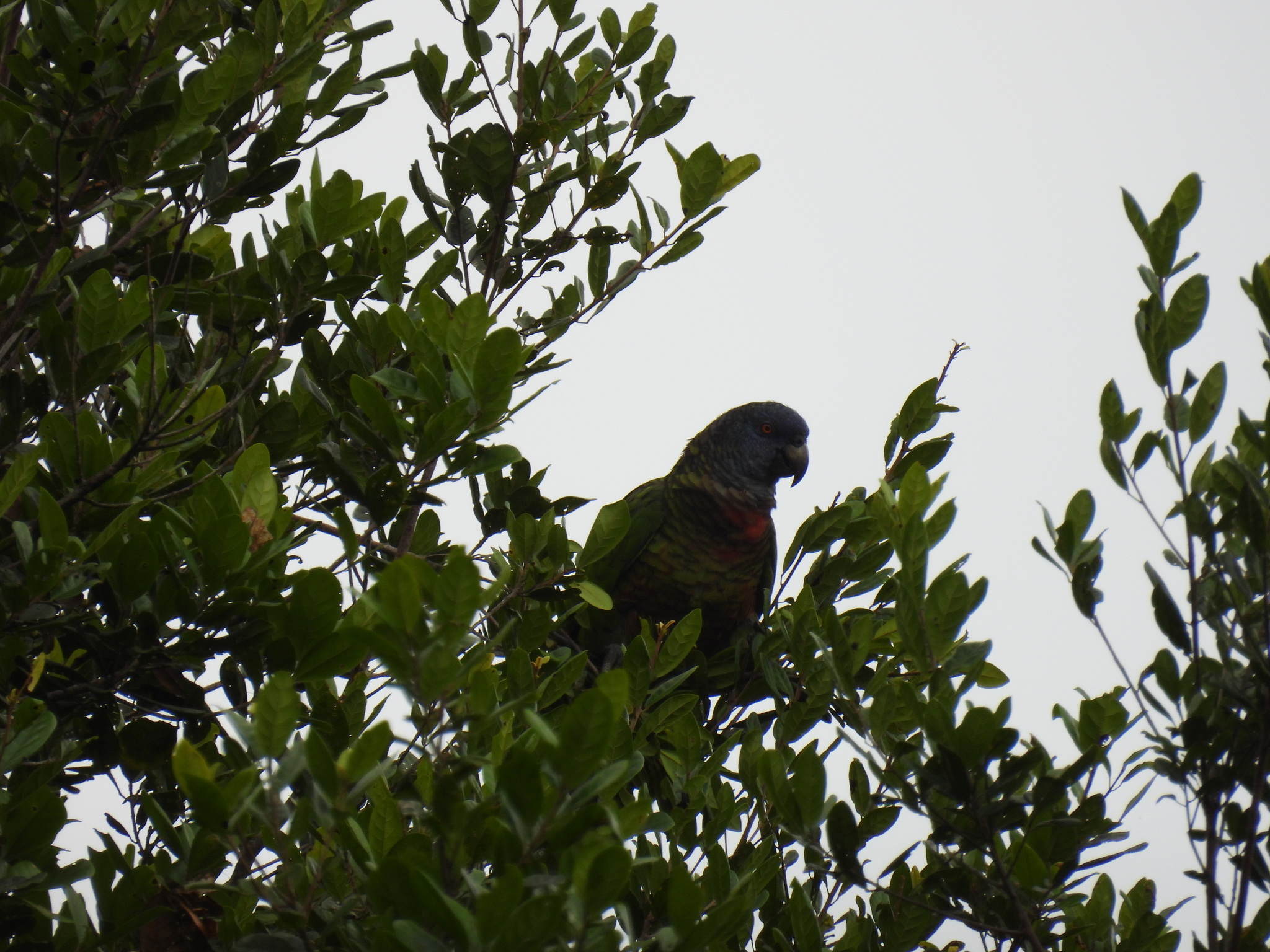 St. Lucia Amazon (Amazona versicolor), photo 5