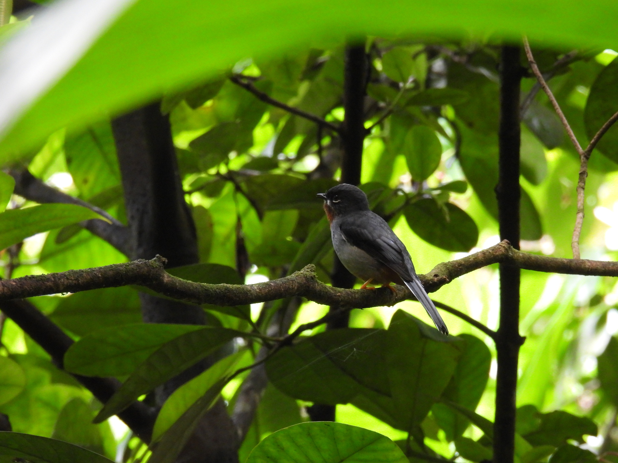 Rufous-throated Solitaire illustration