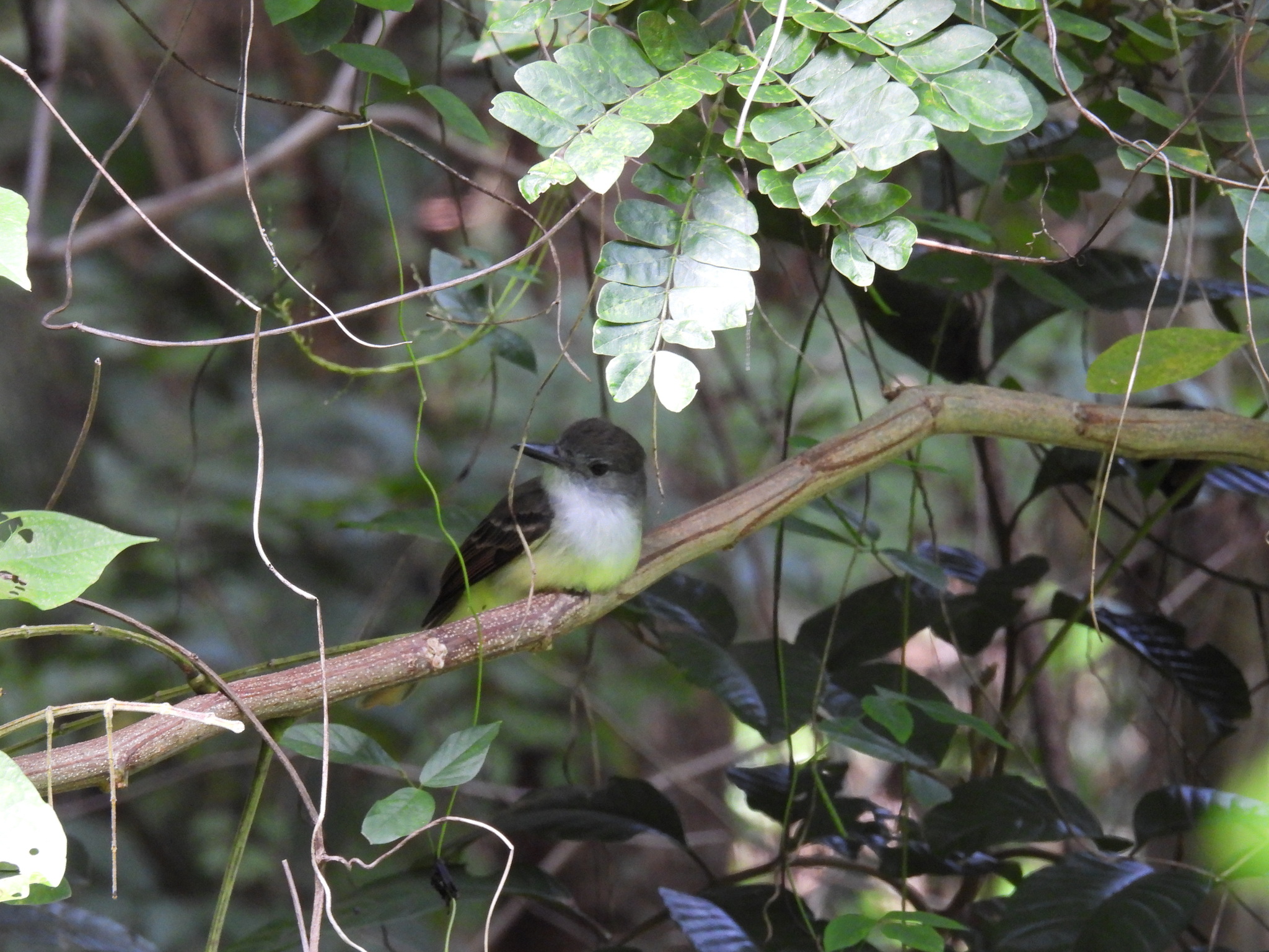 Lesser Antillean Flycatcher (Myiarchus oberi), photo 6