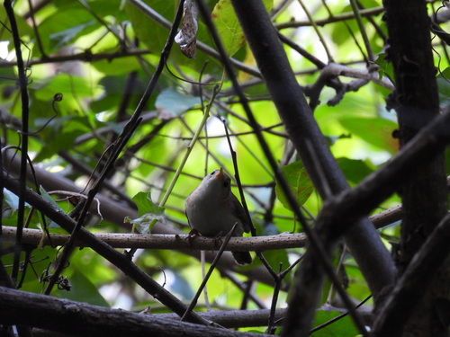 St. Lucia Wren (Troglodytes mesoleucus), photo 3