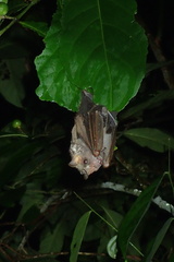 Chiroderma villosum