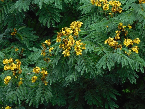 Sibipiruna