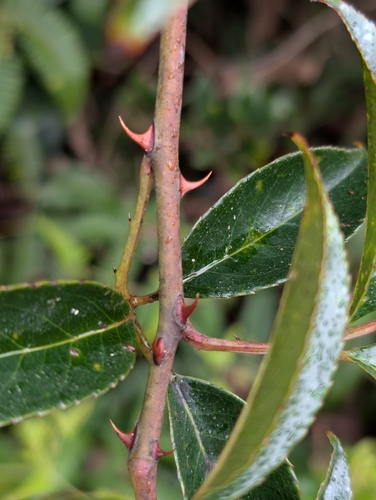 Rosa laevigata observed 2025-01-22