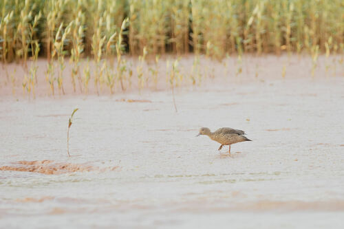 Bernier's Teal (Anas bernieri), photo 10
