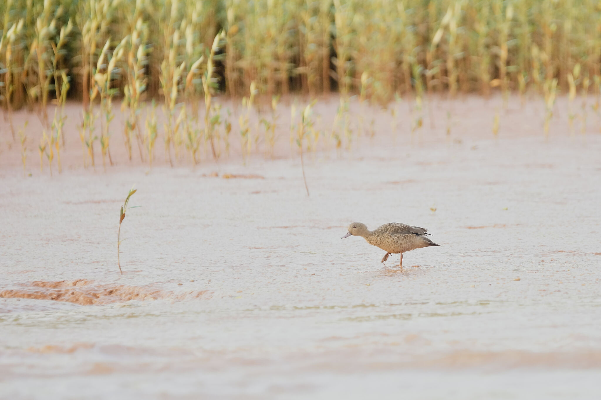 Bernier's Teal (Anas bernieri), photo 3