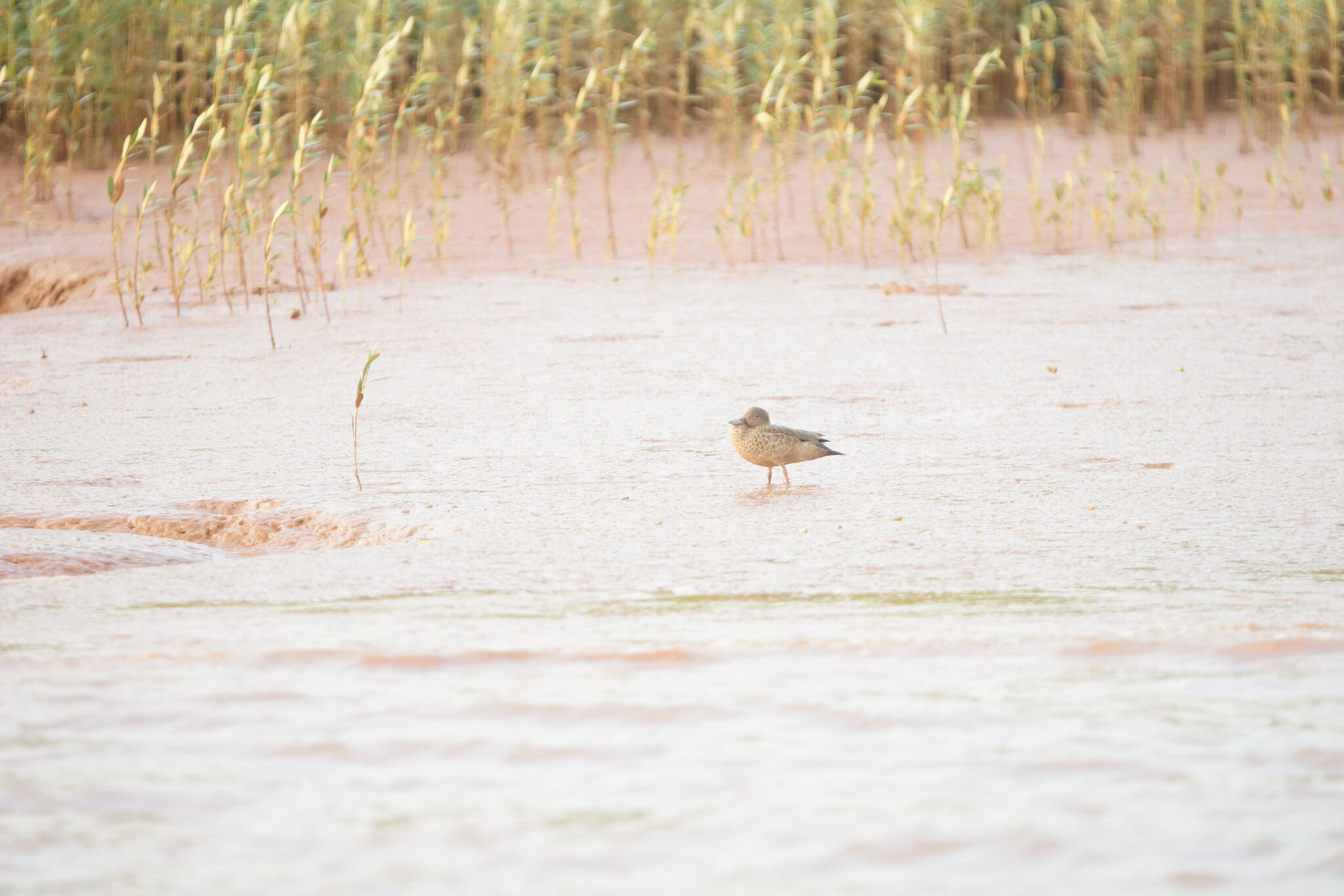 Bernier's Teal (Anas bernieri), photo 4